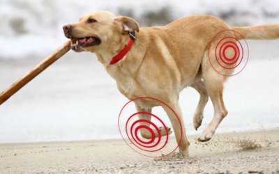 El Colágeno hidrolizado y sus efectos benéficos: Esencial para la Salud Canina