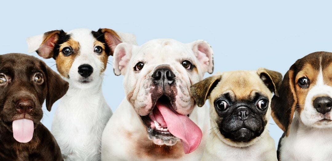 Tener una mascota… Sea un dueño responsable