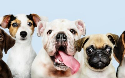 Tener una mascota… Sea un dueño responsable