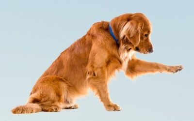 CUIDADOS DEL CACHORRO