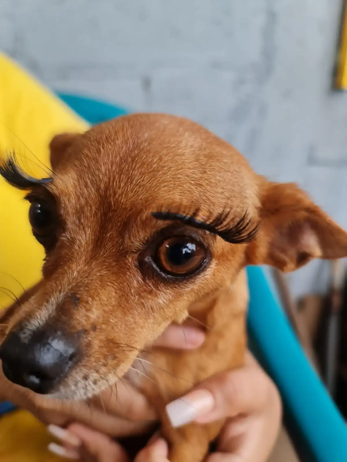 perro feliz con guau