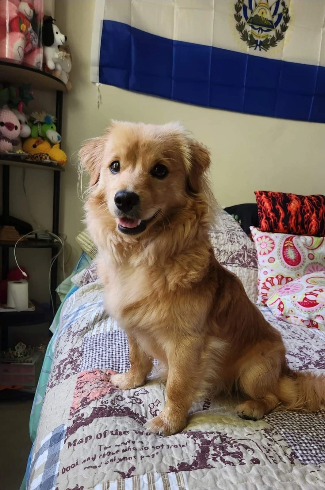 perro feliz con guau