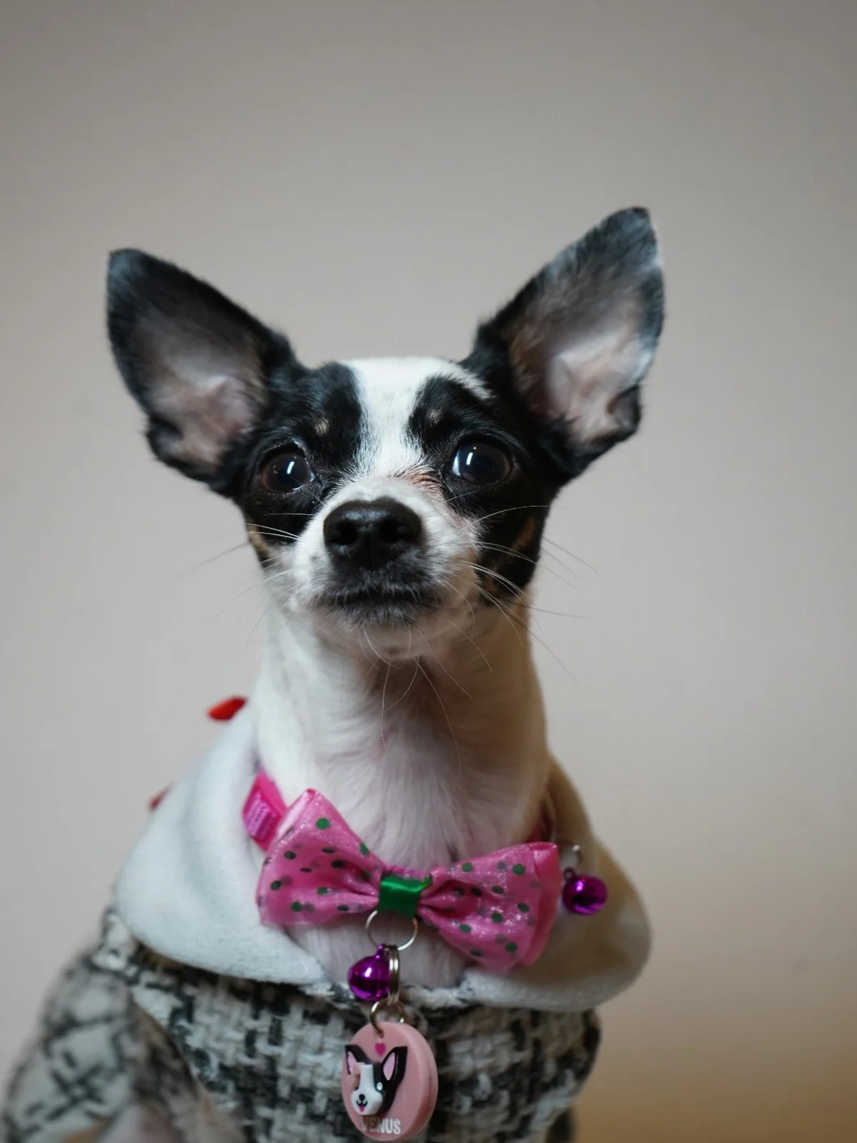 perro feliz con guau