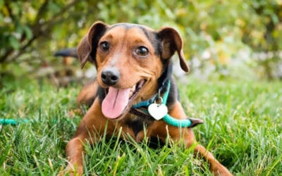 Guau Guau suplemento alimenticio para perro, respuesta a algunas preguntas comunes.