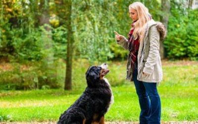 Cómo elegir el nombre de tu perro