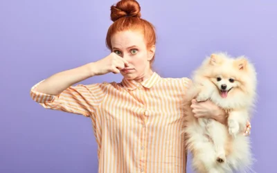 Cómo prevenir los malos olores en las mascotas