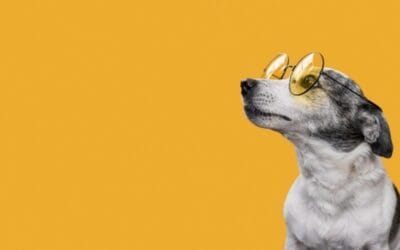 Qué nombre le pongo a mi cachorro?