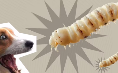 Cómo proteger a nuestras mascotas del gusano barrenador?