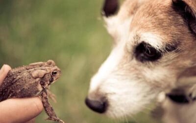 PELIGROS Y CUIDADOS DE LA INTOXICACIÓN POR SAPO.