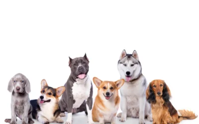 Alimentación y Prevención de la Obesidad en Perros